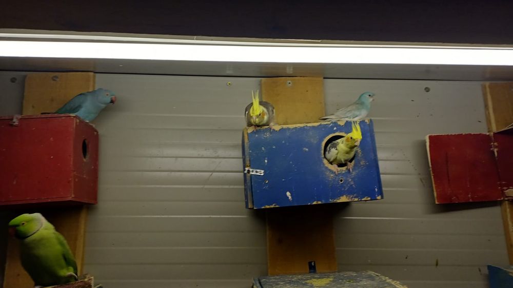 Pereche papagal micul Alexandru