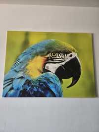 Винилова картина с папагал