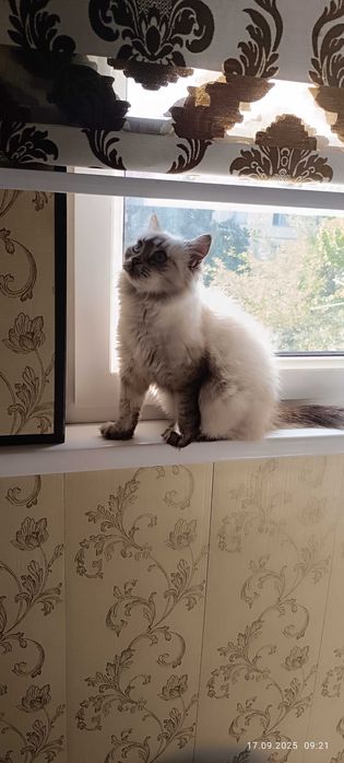 Продам кошку срочно