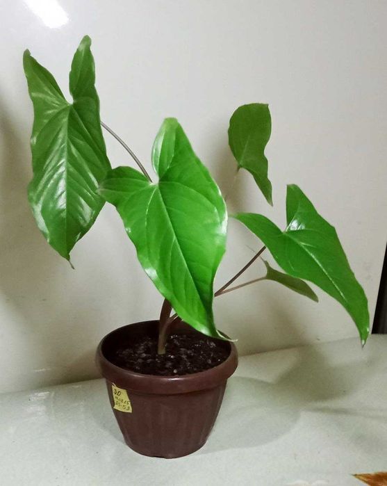 Продам. Сингониум - зелёное сердце.