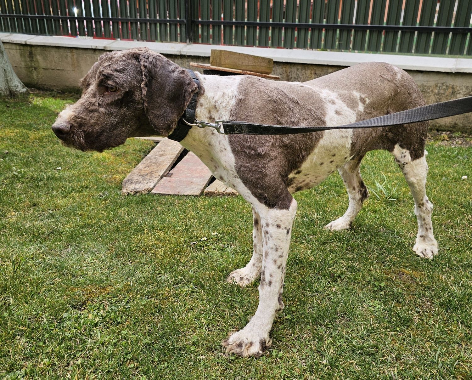 Vand câine Lagotto romagnolo pentru trufe