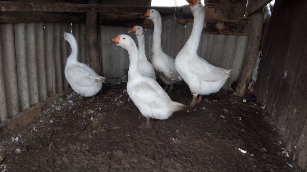 Продам гусей