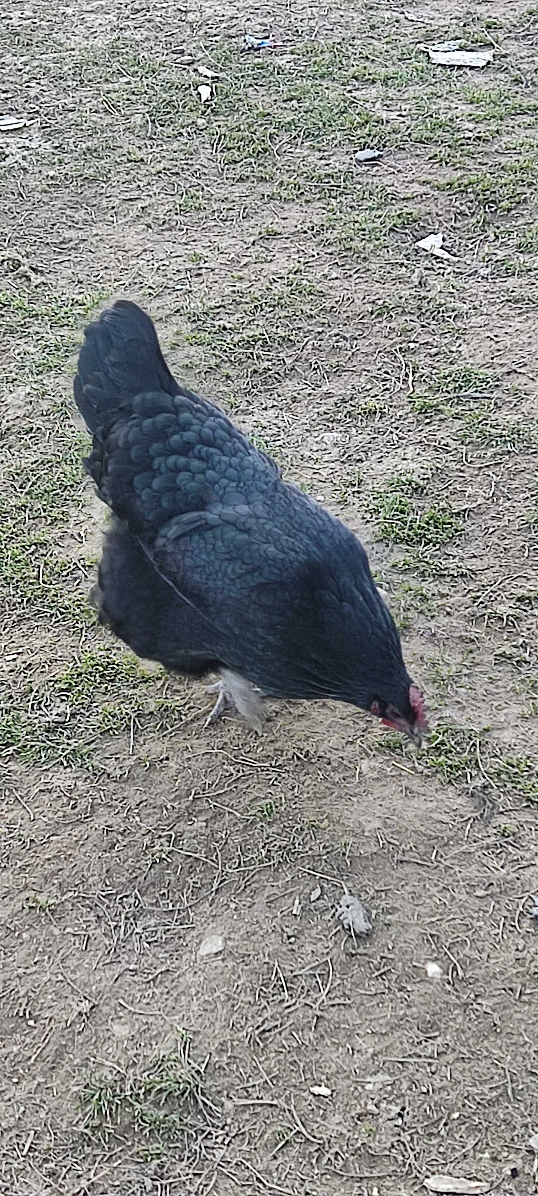Puișori Australorp de 2 săptămâni, rasă pură!!