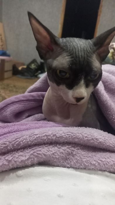 Продам кота Сфинкс