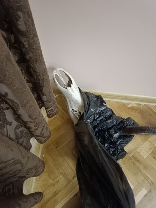 Еленски рога трофеи - 5 разклонения на рог