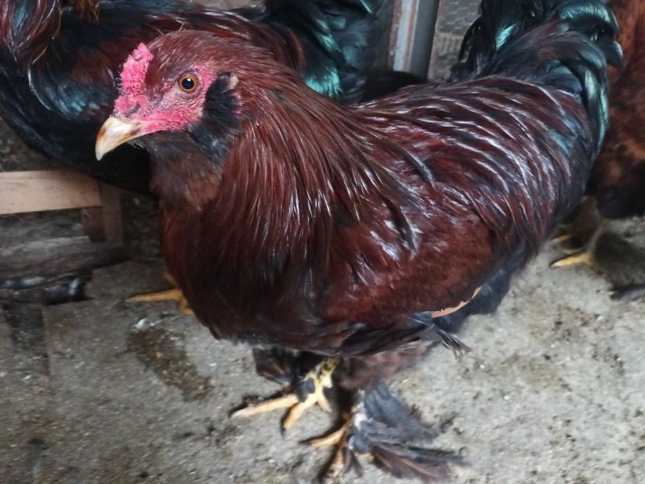 Продавам млади петли на 6 и 8 месеца