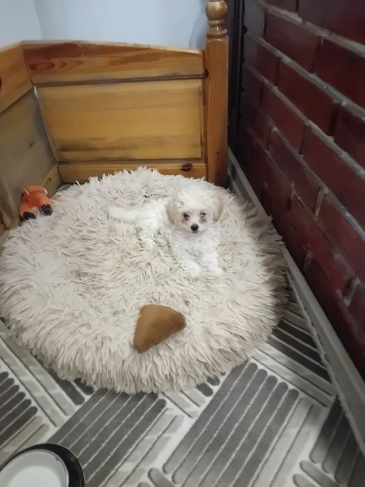 Малтипу момиченце