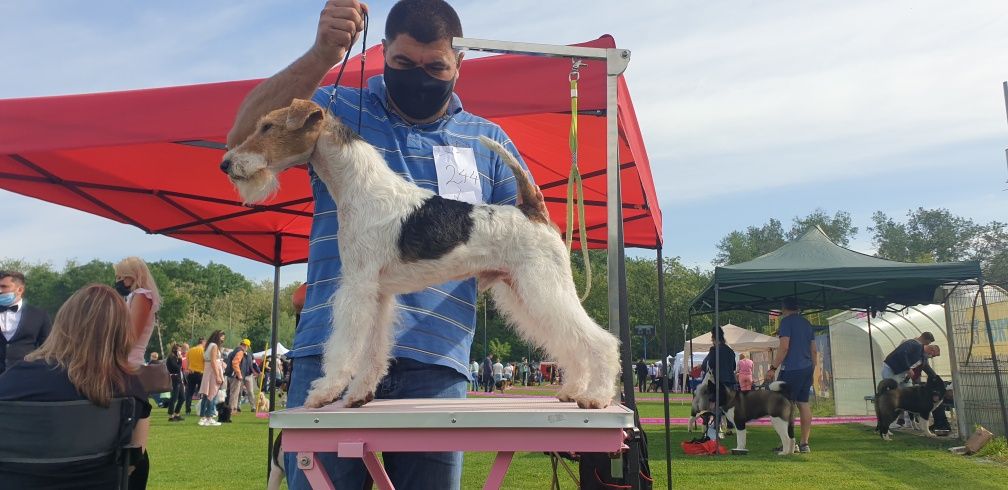 Vand fox terrier