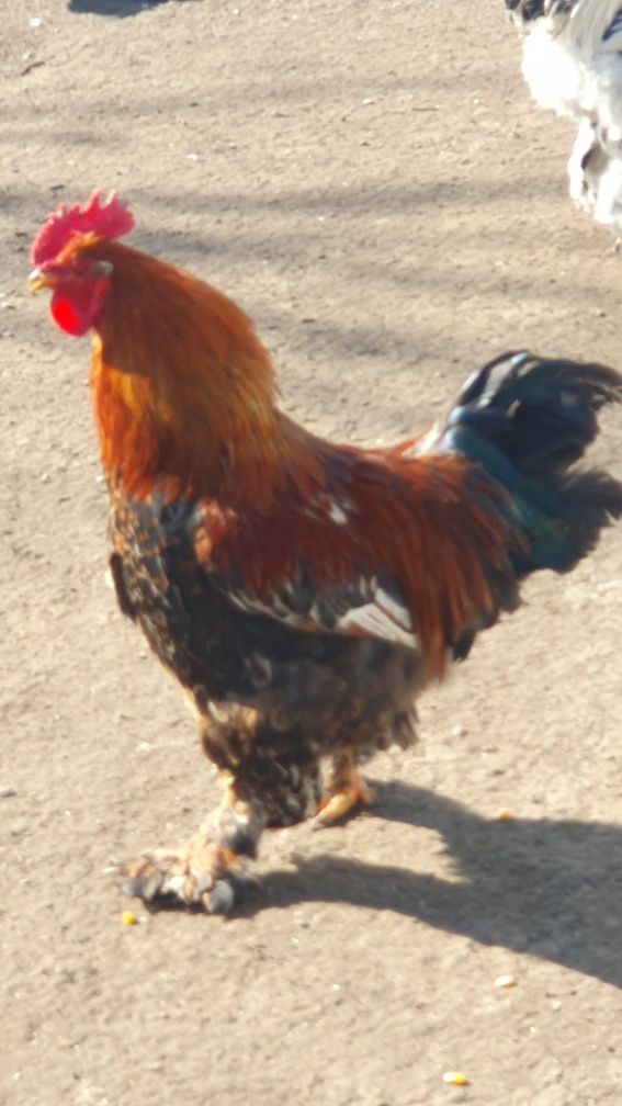 Cocosi de vanzare!