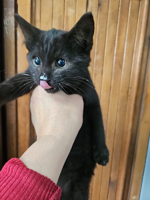 Внимание! Слепой котёнок!