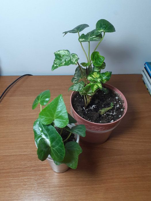 Плющ канарейка...