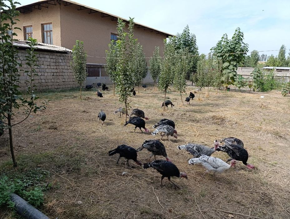 Гуси и Индюки разные