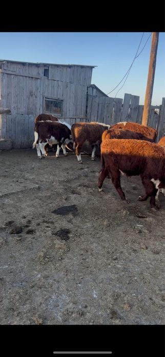 Акбас подсос бузаулар сатылады