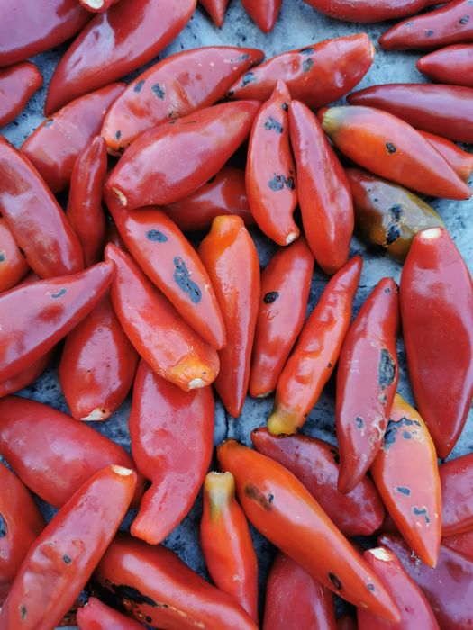 Пуканки чушки рибки