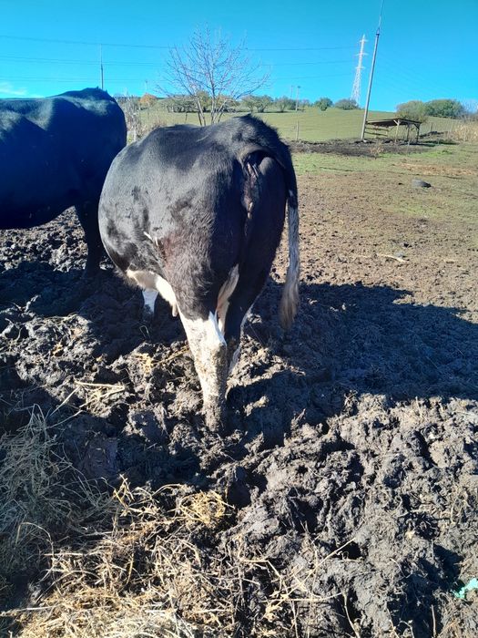 Junică la prima fătare