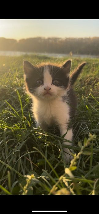 Котята ищут дом!