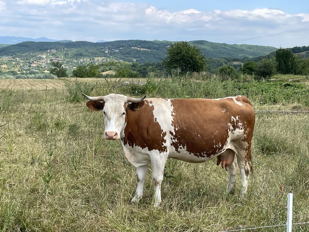 Vând vacă Bălțată Românească