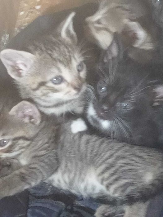 Adopție pisicuțe