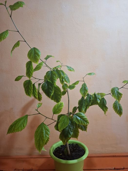 Гибискус (китайская роза)