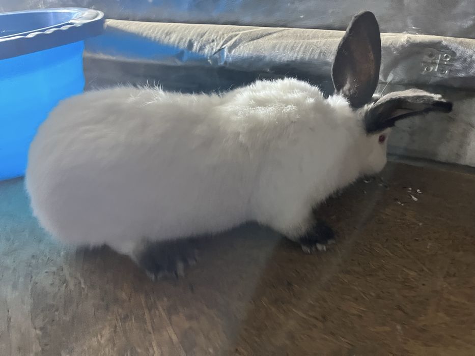 Urias Transilvania Urias Alb