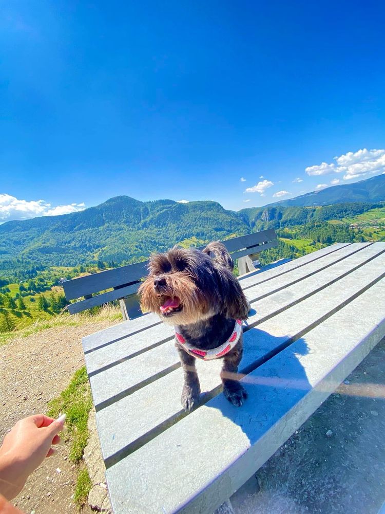 Plimbări căței/pet sitter