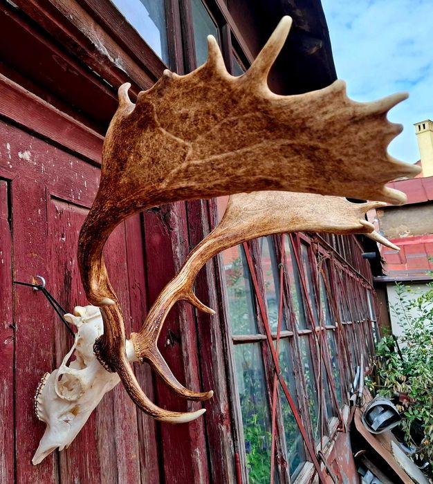 Trofeu Cerb Lopatar Impecabil