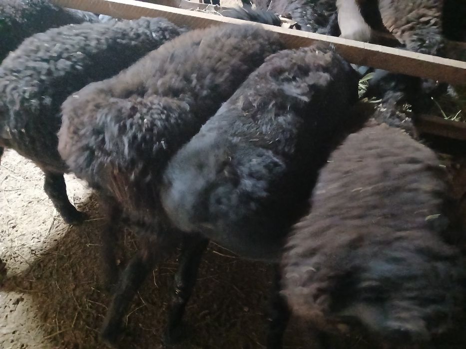 Семиз токтылар сатылады