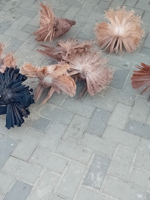 Vind porumbei rotati diferite culori.