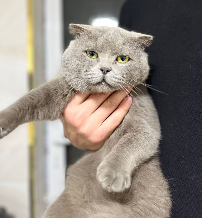 Британски скотш фолд