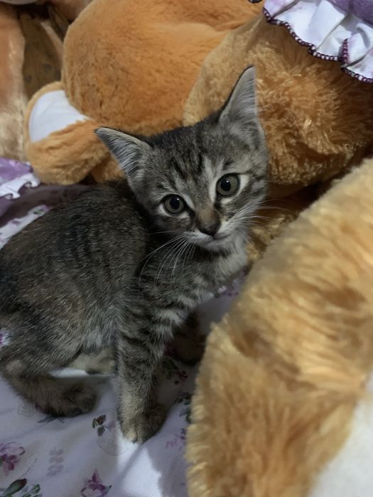 Продаются домашние котята возраст 2 месяца