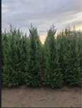 Tuia leylandii chparos gard viu vesnic verde