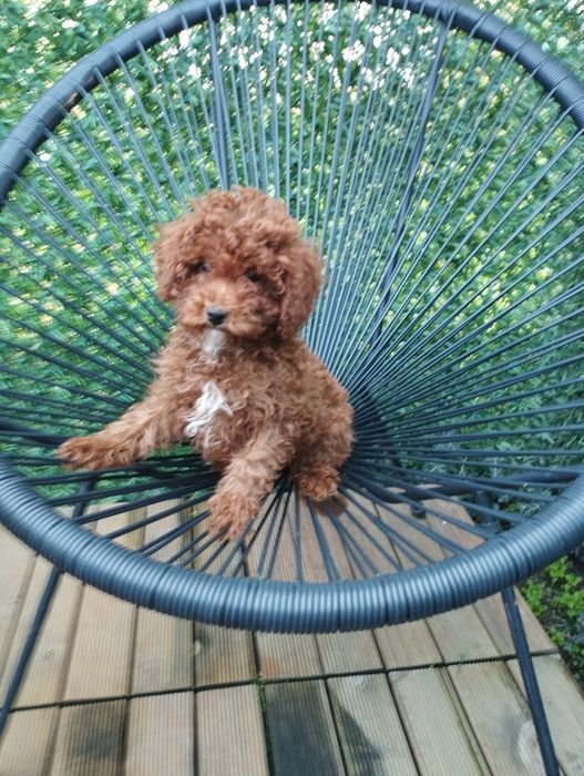 Мини Пудел Той Пудел.