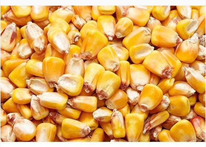 Porumb boabe recolta 2025