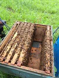 Vând 40 familii de albine