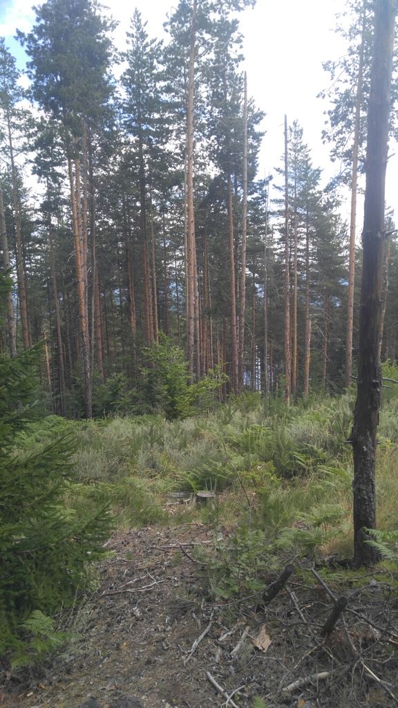Продава се Земеделски имот в с. Кремен, Област Благоевград -  кв.м за 5355 €/дка - Снимка #9