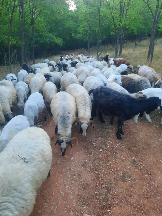 Vand 70 de oi si 20 capre