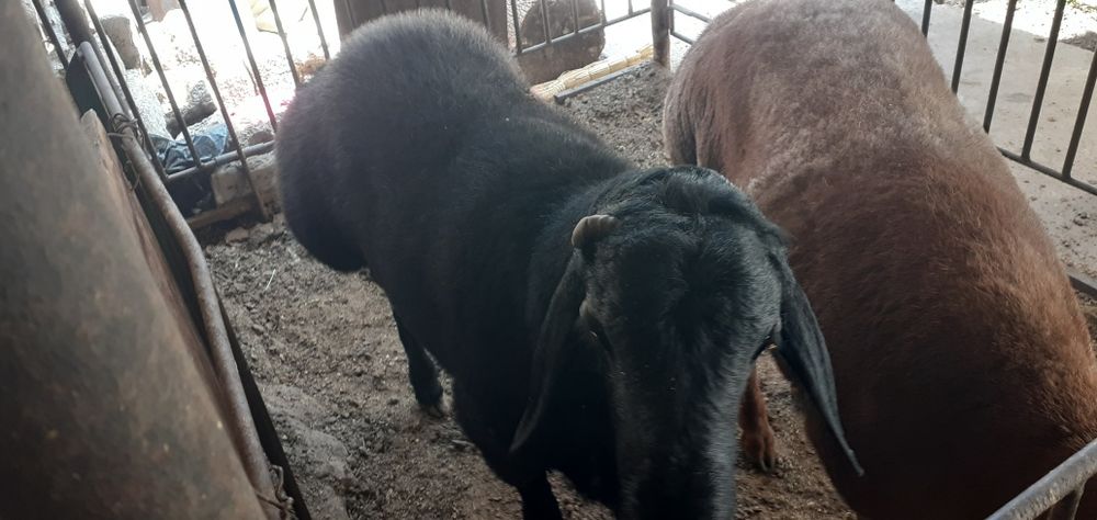 'Qochqor кочкор коу сотилади