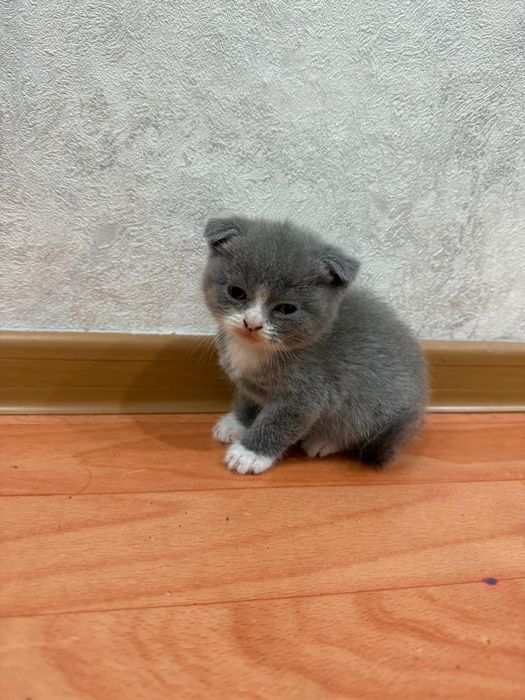 Котята шотландские