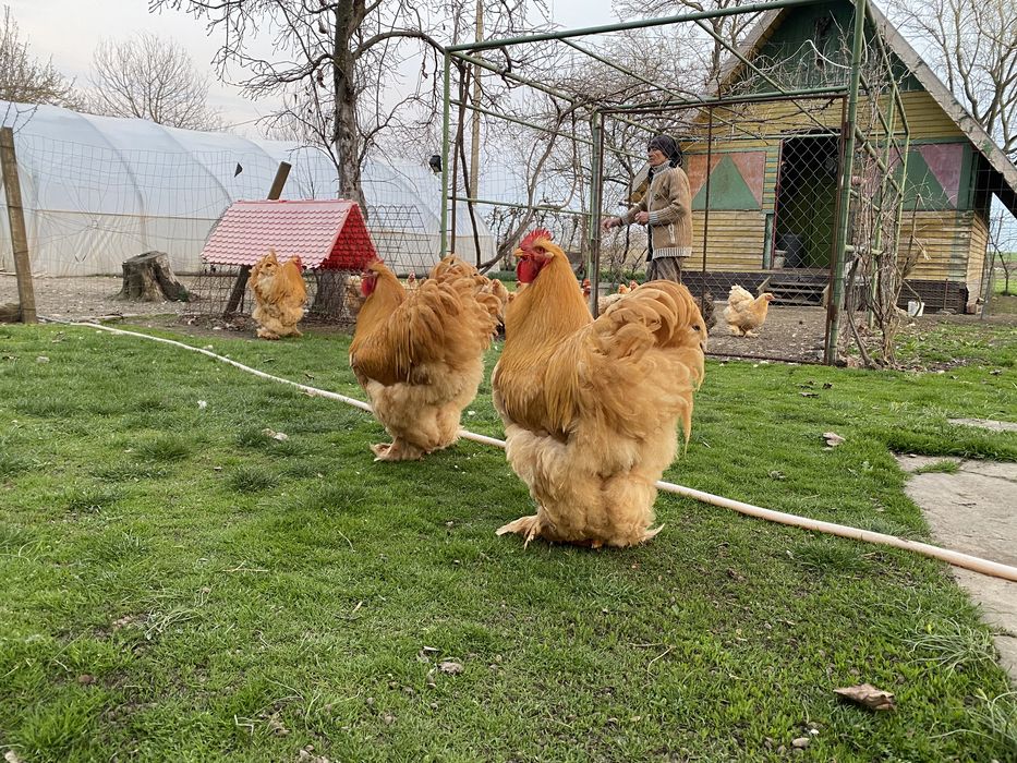 Vand schimb cocoș  rasa Conchinchina si pui de anul acesta .