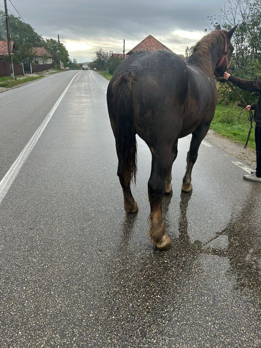 Vand cal castrat