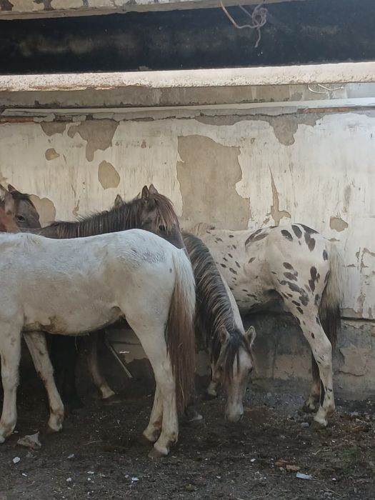 Продается тайчики .