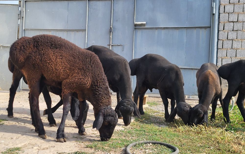 Qo'chqorlar sotiladi
Кучкорлар сотилади
Бараны на продажу