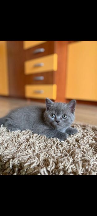 Fetita british  shortair