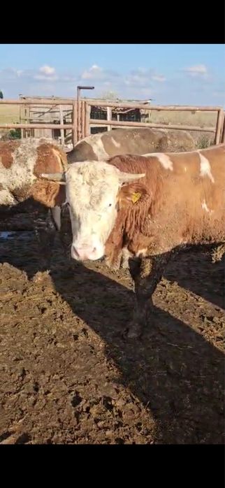 Disponibili in stoc 80 de vitei