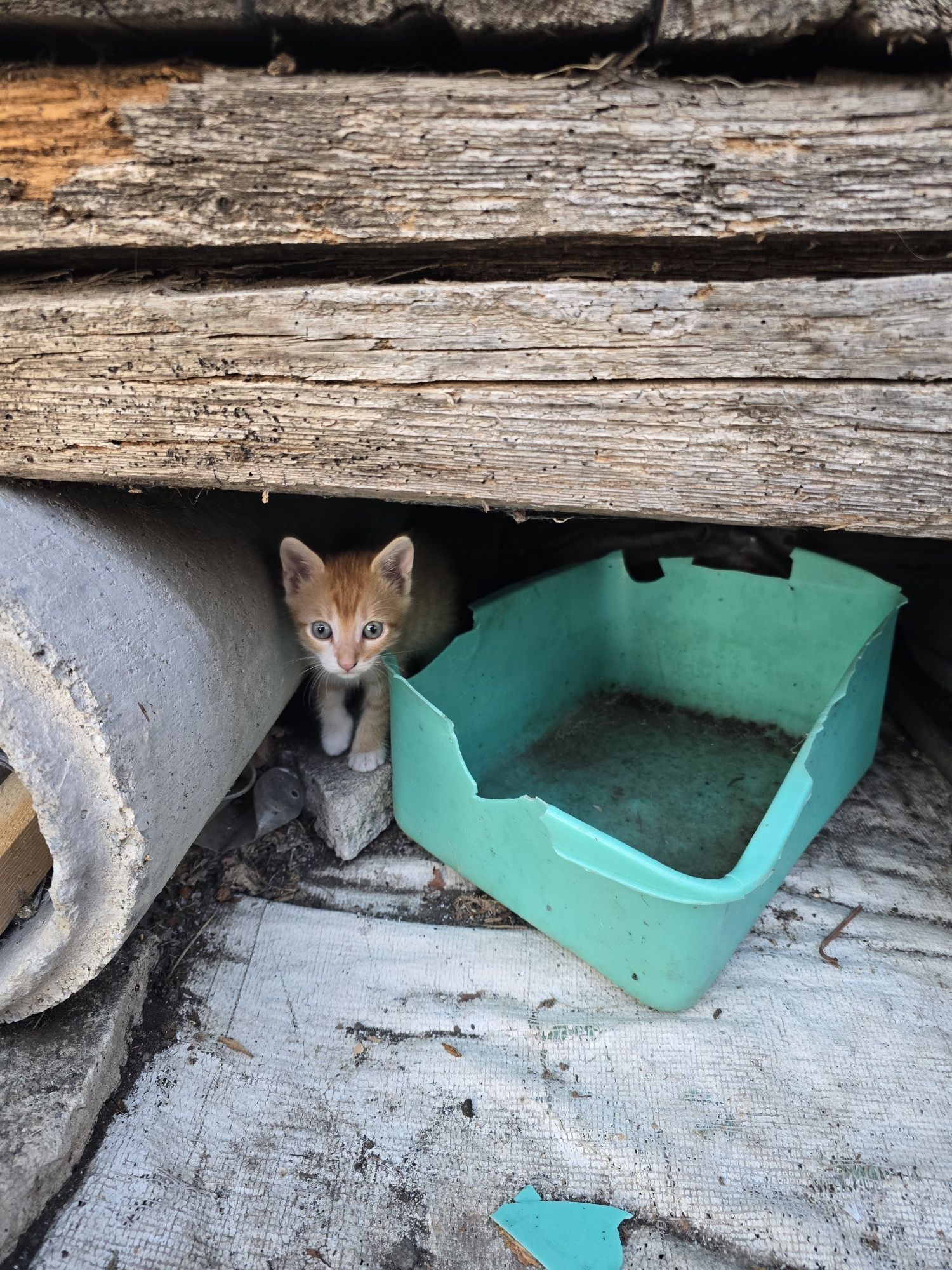 Подаряват се котета