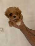 Pui Maltipoo 2 luni RECS
