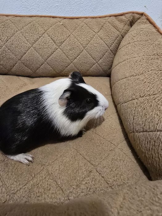 Porcusori de guineea