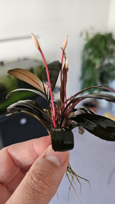 Plante de acvariu: Bucephalandra Serimbu Brown