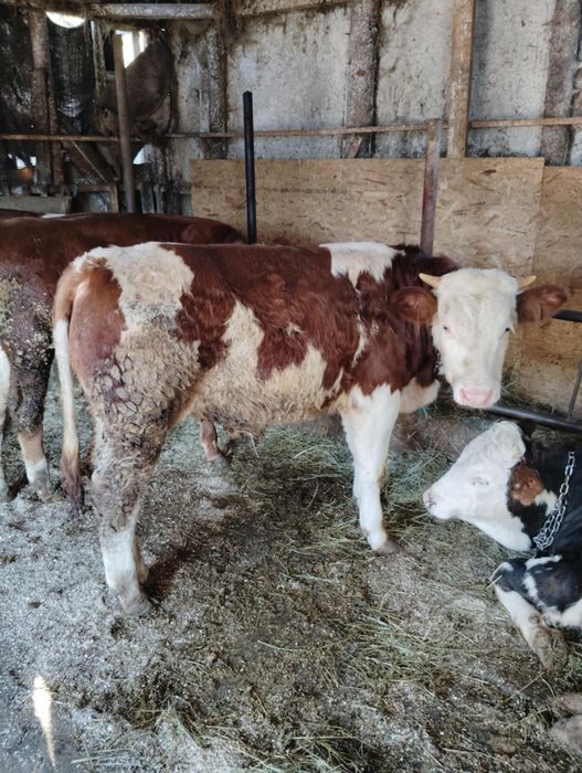 Vând 5 tăurași de rasa bălțată românească