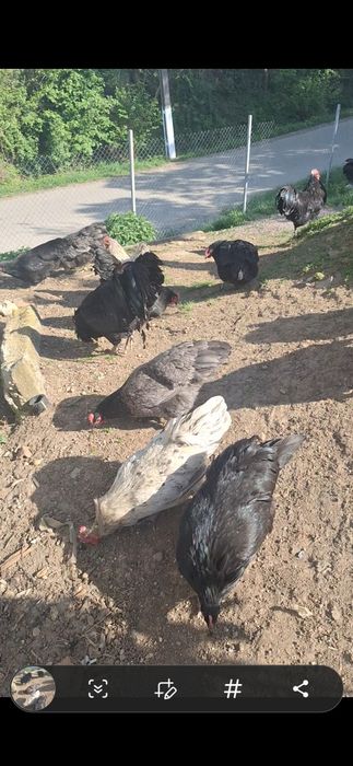 Vând australorp negru albastru splash